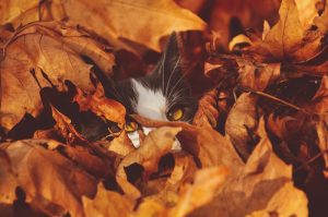 Fall Safety and Your Pet